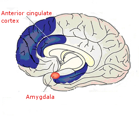 Source: Gary Leisman, et al., 'Intentionality and 'Free-Will' from a Neurodevelopmental Perspective,' www.frontiersin.org, June 27, 2012